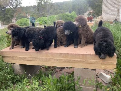 AKC Standard Poodle Puppies