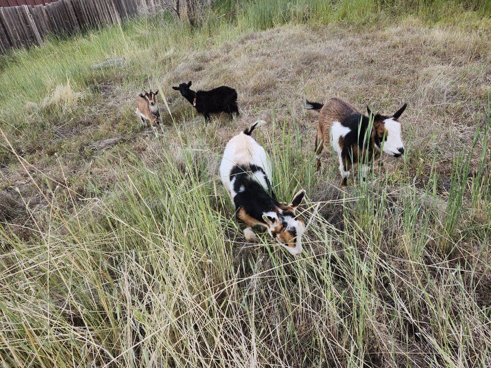 Goats for rent
