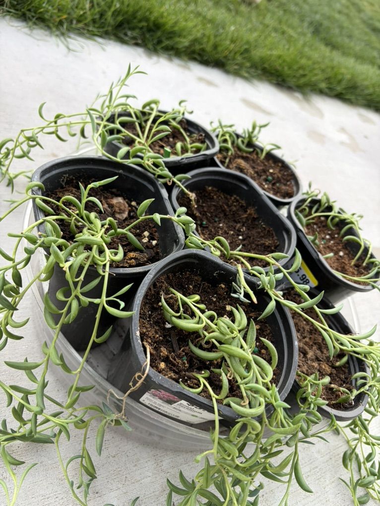 String of bananas (succulent plant)