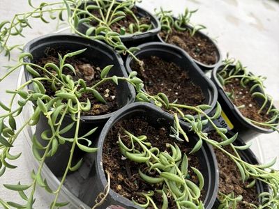 String of bananas (succulent plant)