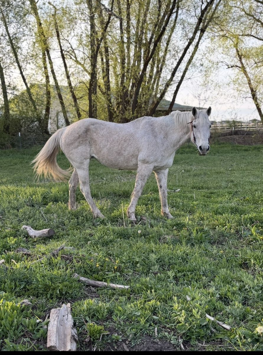 Kids Safe 18 Year Old Quarter Horse 