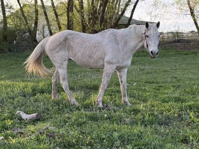 Kids Safe 18 Year Old Quarter Horse