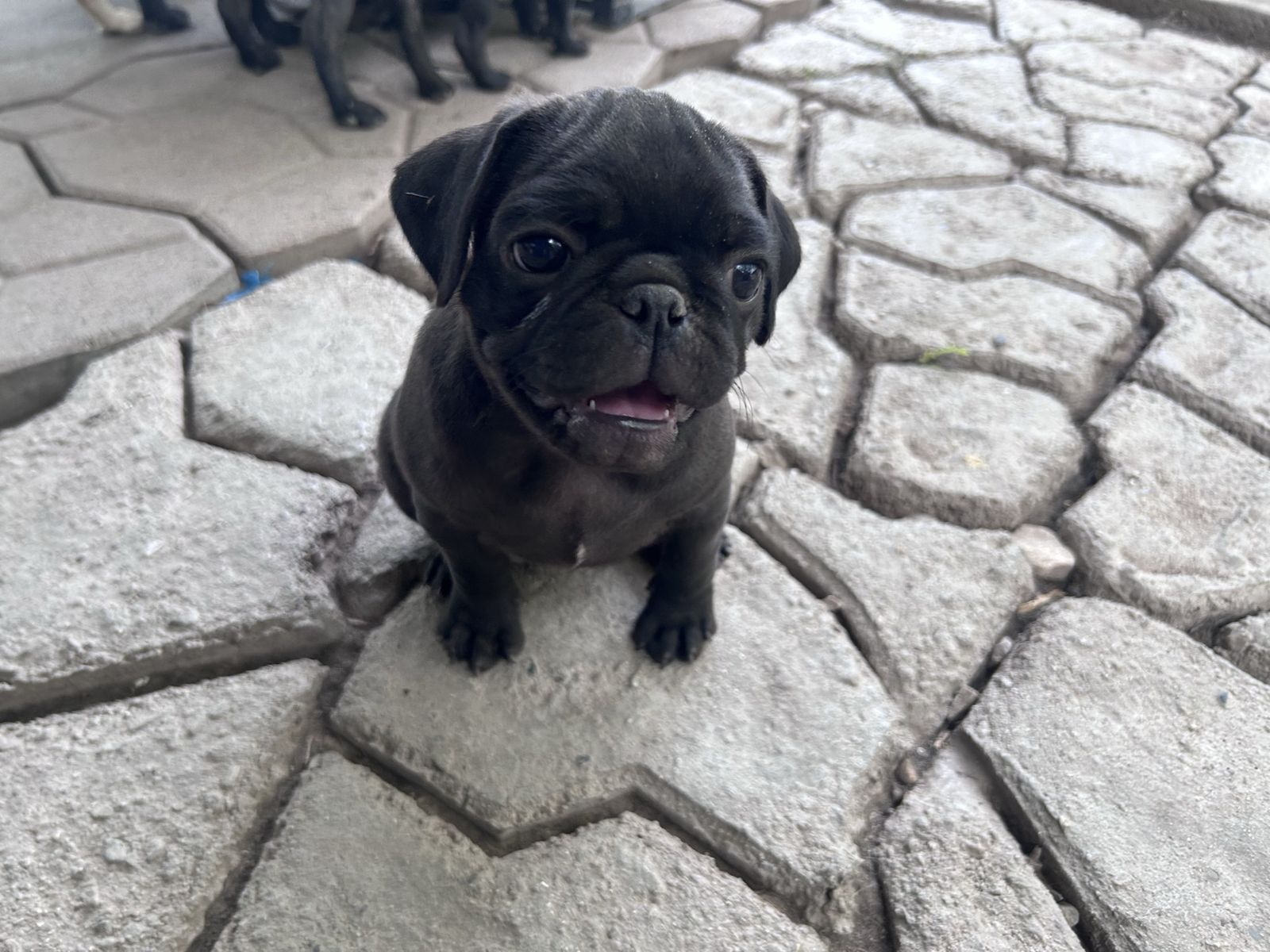 Pug puppies