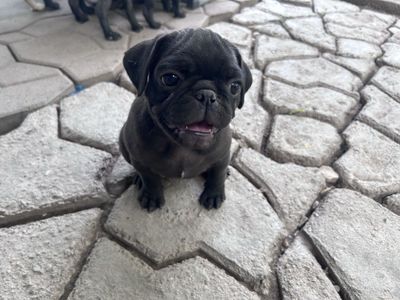 Pug puppies