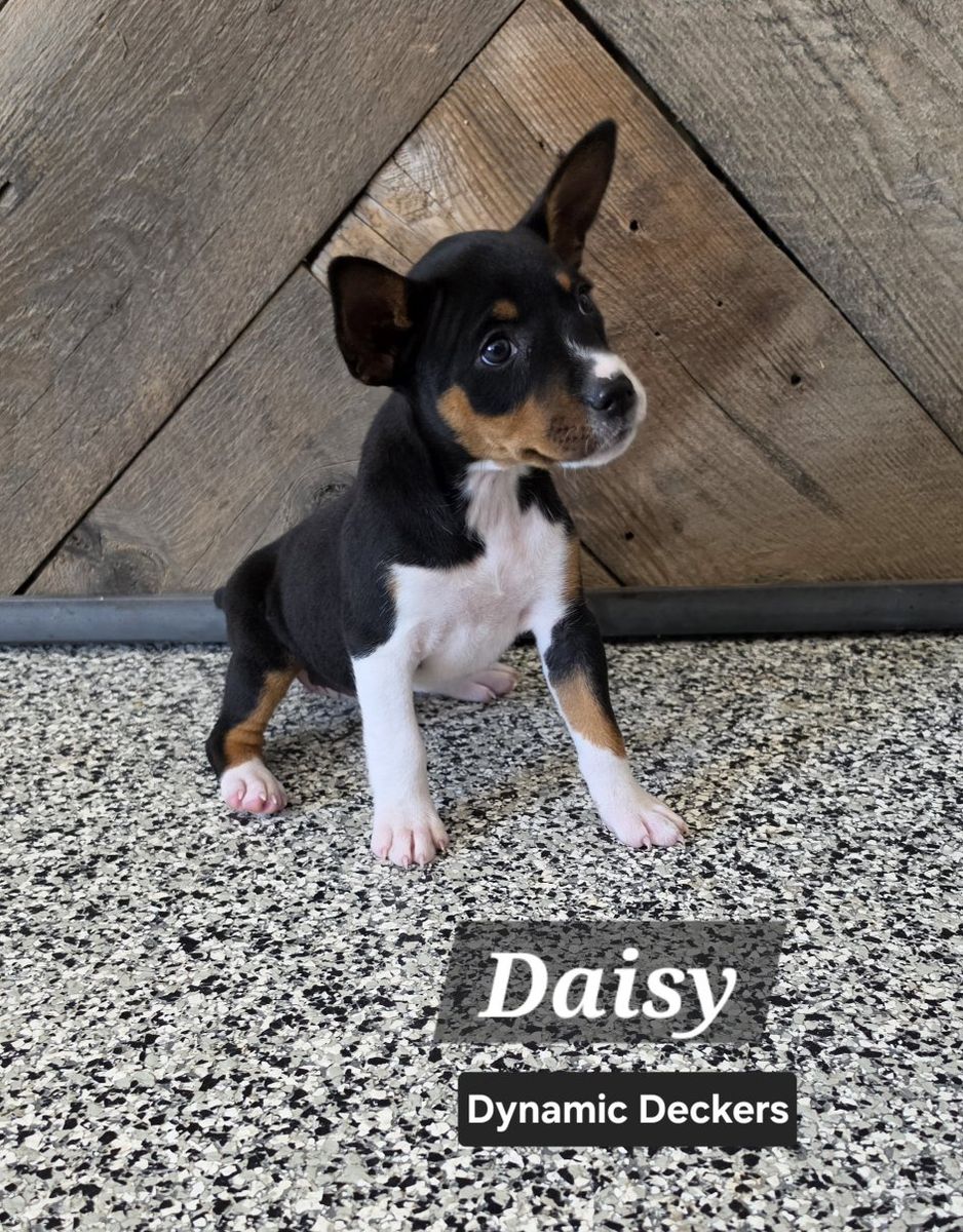 Purebred UKC Decker Terrier Puppies