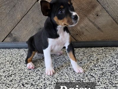 Purebred UKC Decker Terrier Puppies