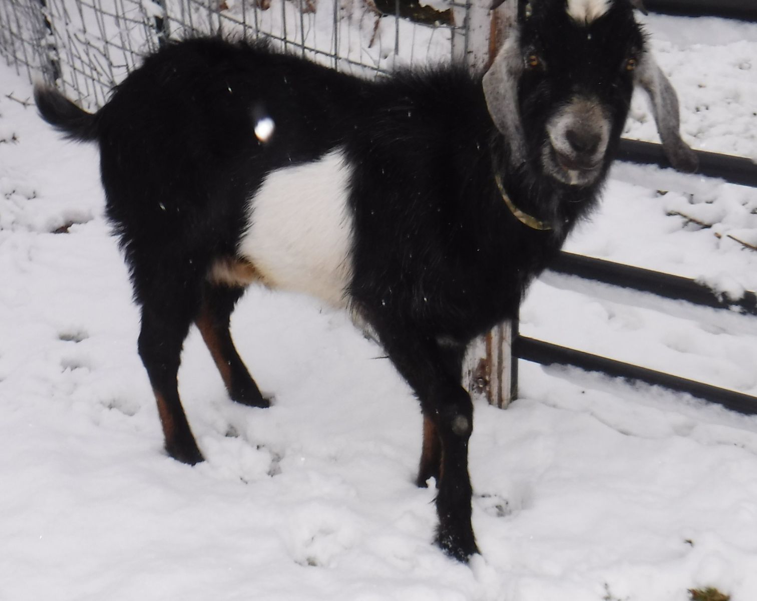 Nubian buck 11 months old $200