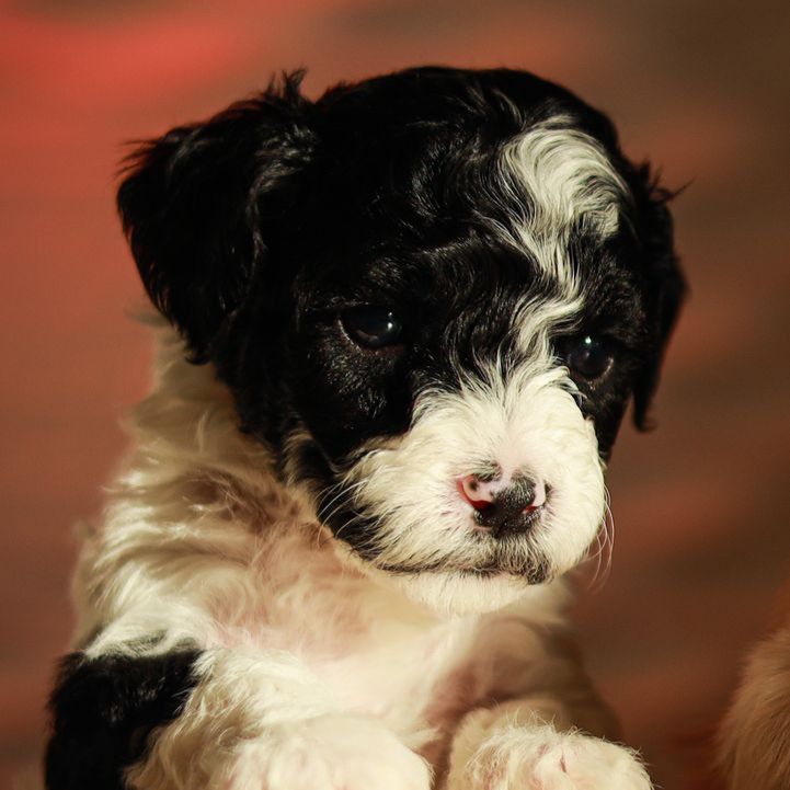 Hypoallergenic Cavachon/Maltipoo Puppies - Male & Female Available cavapoochon cavapoo Maltese
