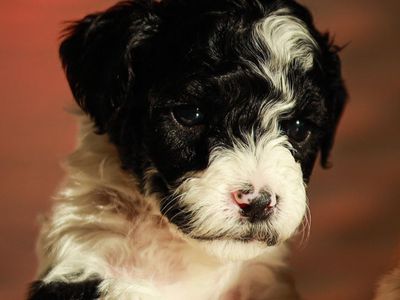 Hypoallergenic Cavachon/Maltipoo Puppies - Male & Female Available cavapoochon cavapoo Maltese
