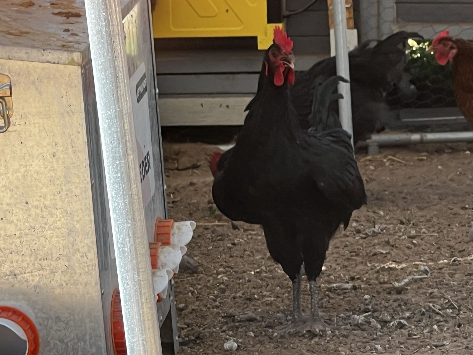 Two Beautiful Chocolate Orpington Roosters