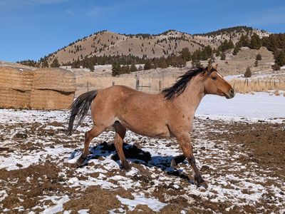 AQHA exposed broodmare, Smokinhotgolddigger