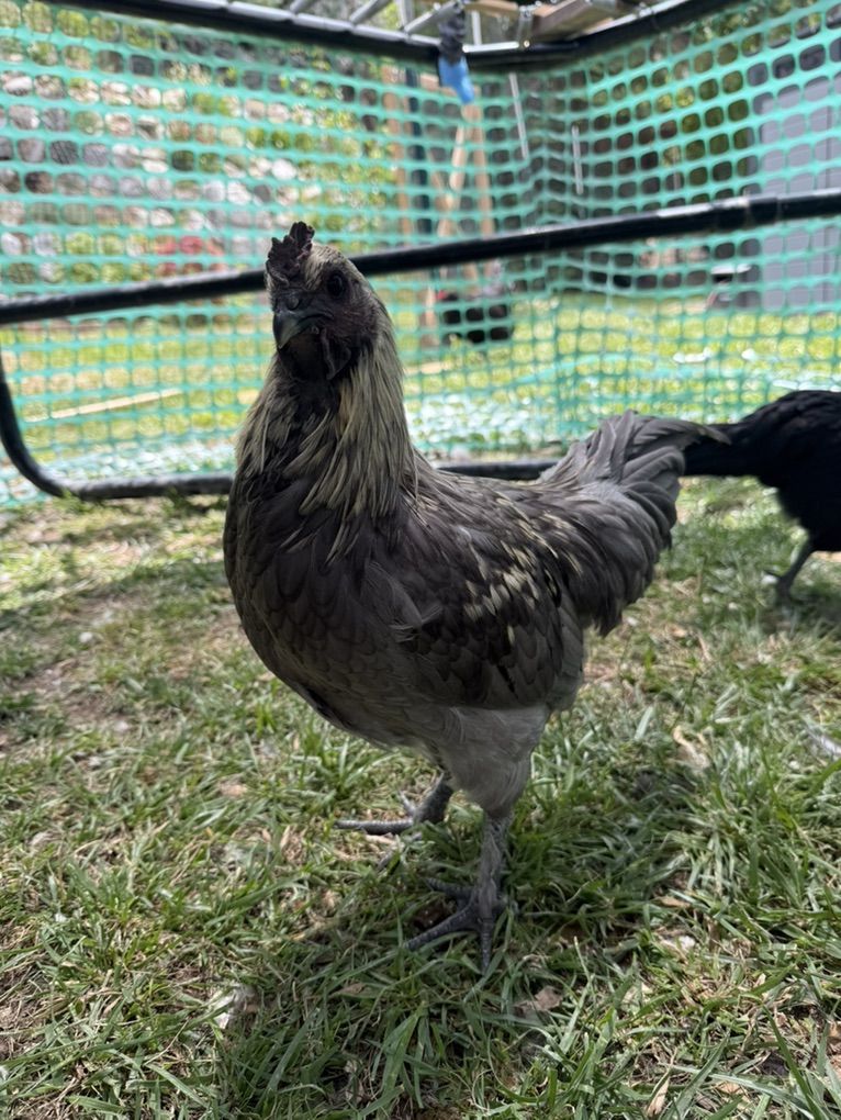 12 Week Old Fibro Easter Egger Rooster