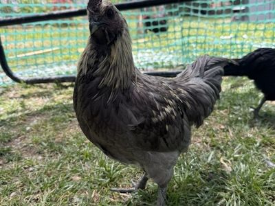 12 Week Old Fibro Easter Egger Rooster