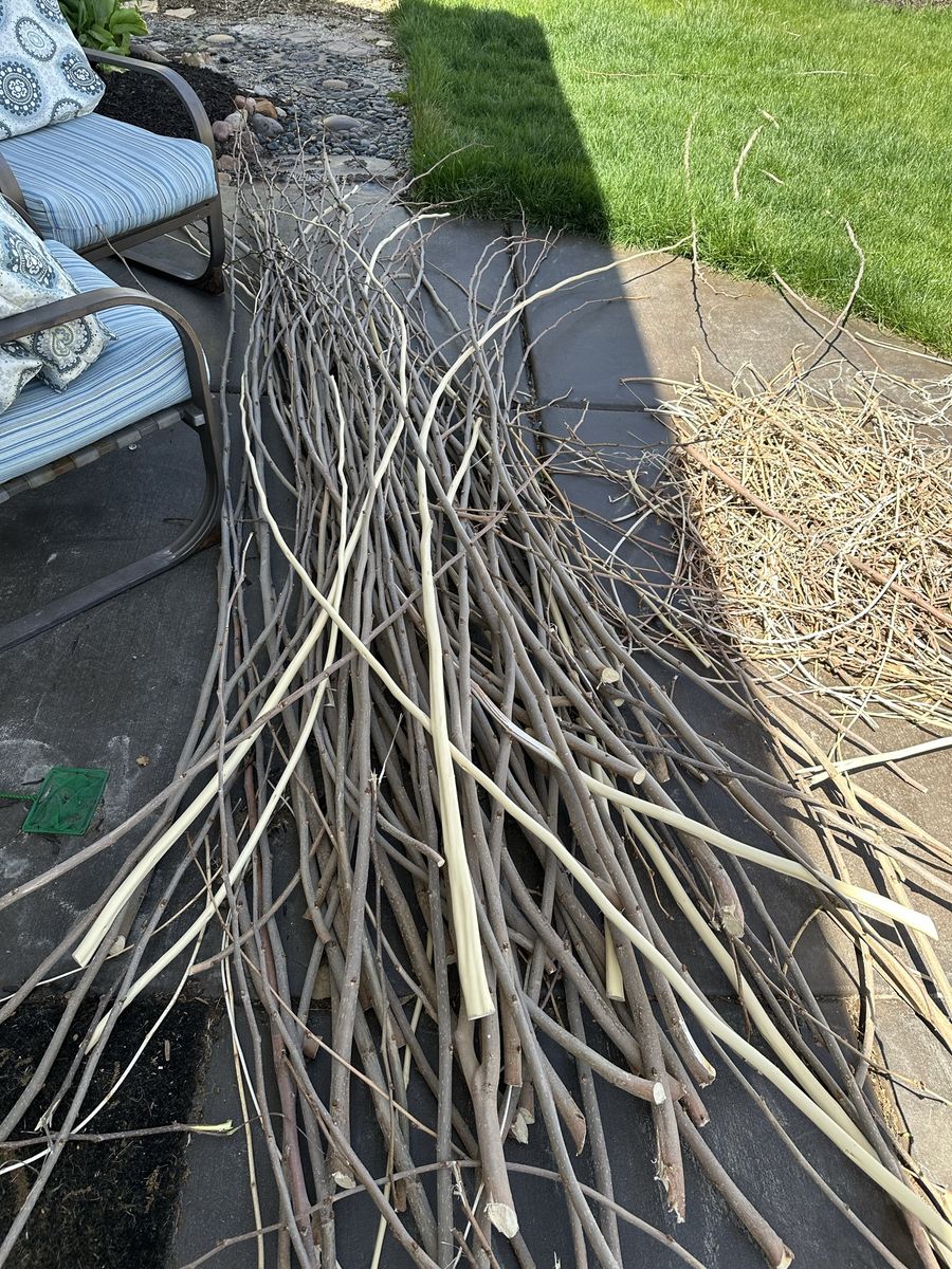 Free sticks, 10-12 feet long