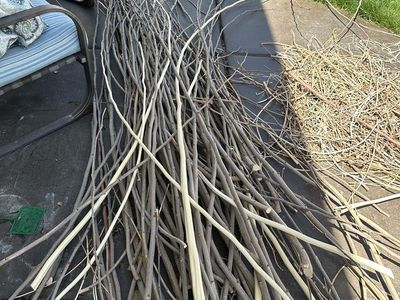 Free sticks, 10-12 feet long