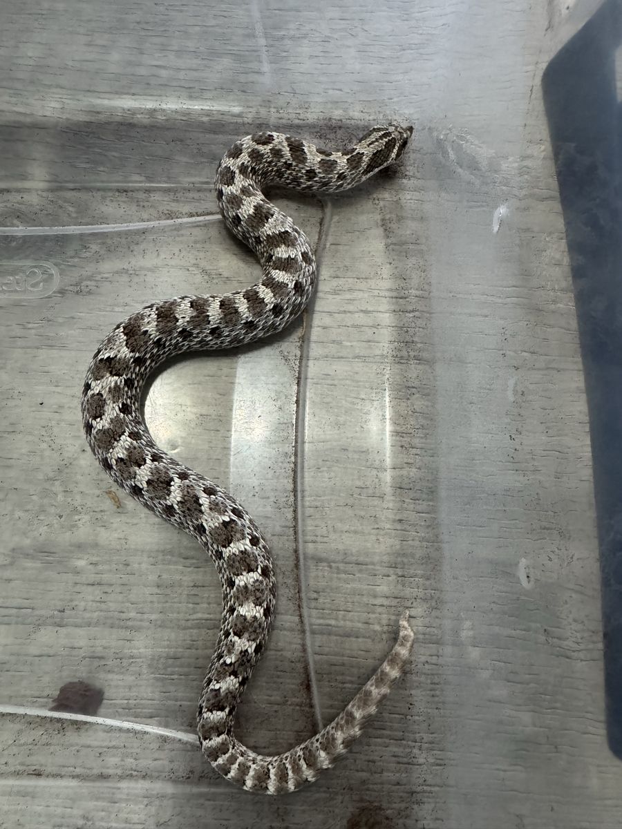 2021 Hognose Male Axanthic, 66% Albino, Sable