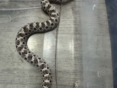 2021 Hognose Male Axanthic, 66% Albino, Sable