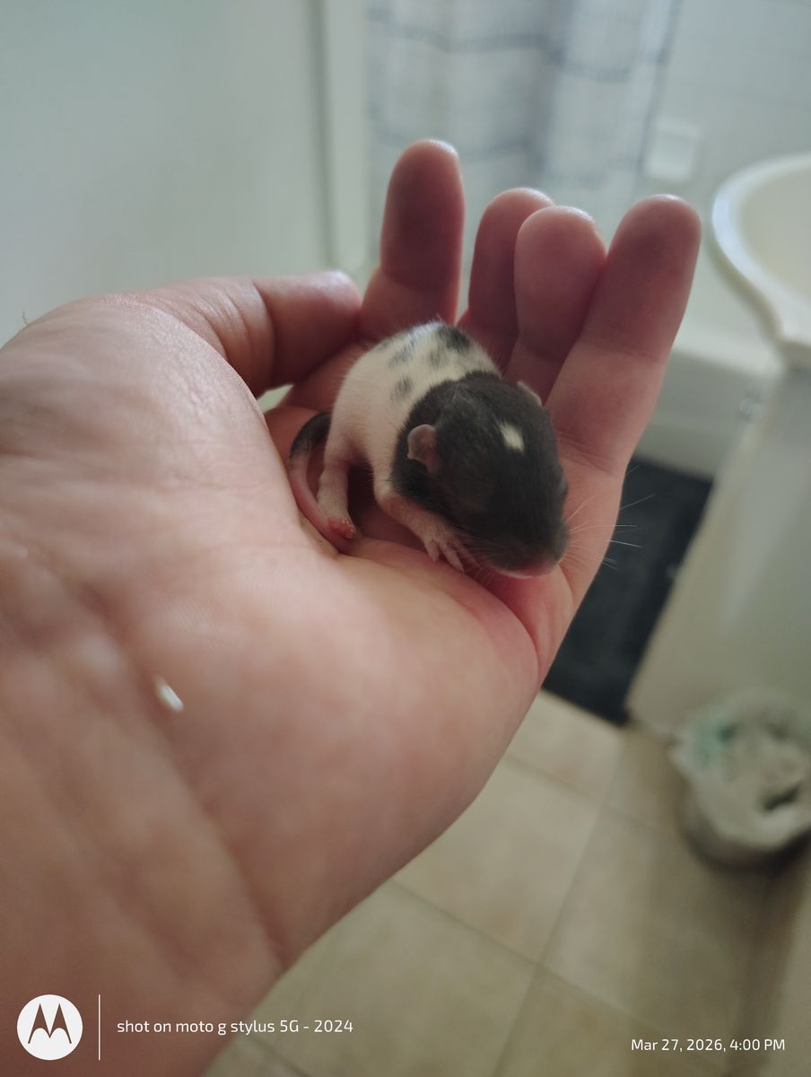 The sweetest baby rat