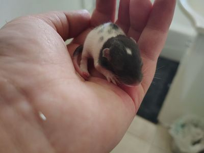 The sweetest baby rat