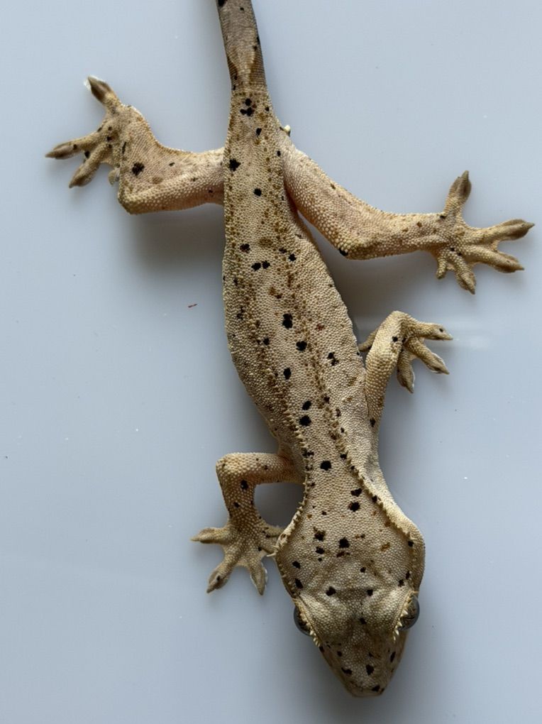 Main image 3