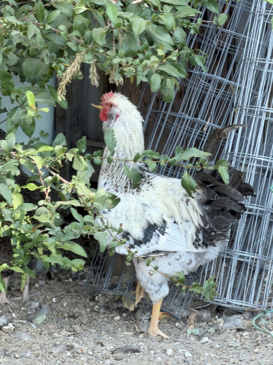 Free rooster