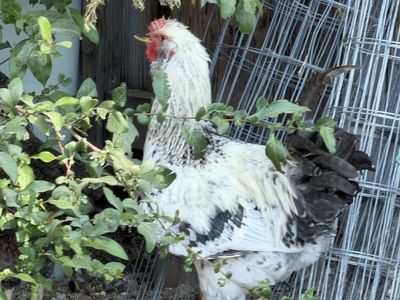 Free rooster