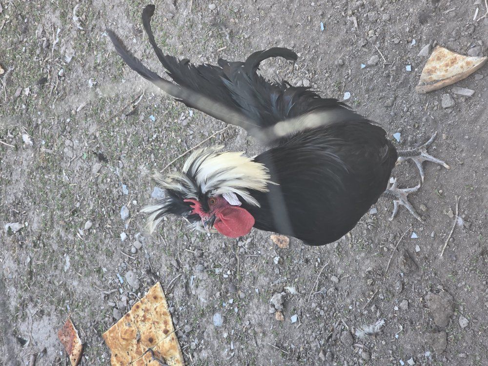 polish rooster