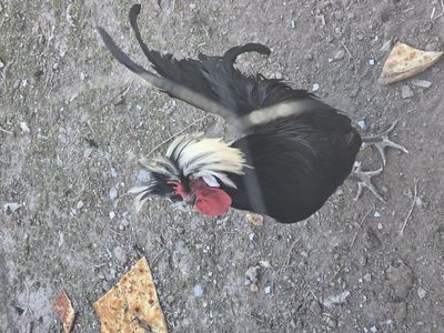 polish rooster