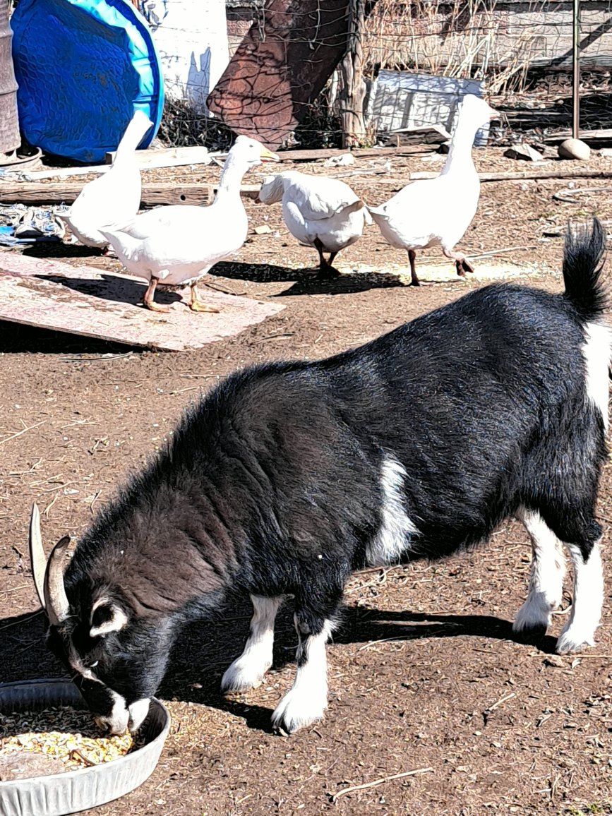 Main image 2