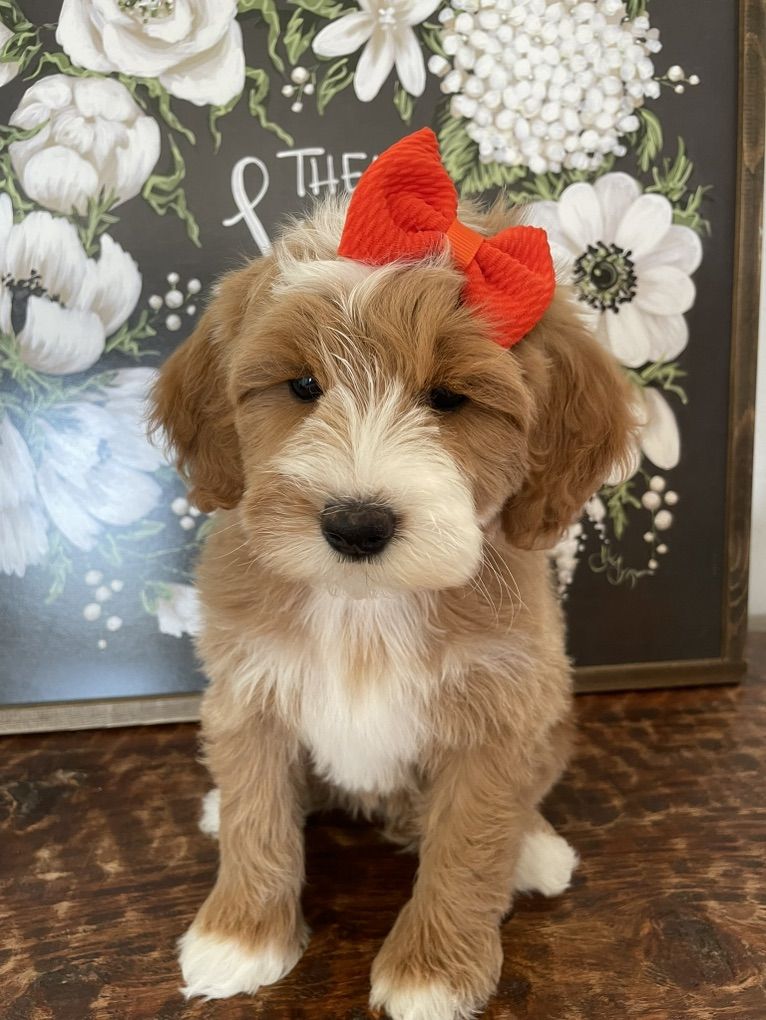 REDUCED PRICE! Mini Goldendoodle Girl