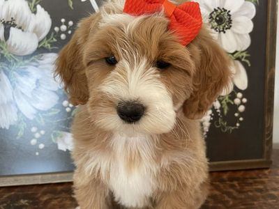 REDUCED PRICE! Mini Goldendoodle Girl