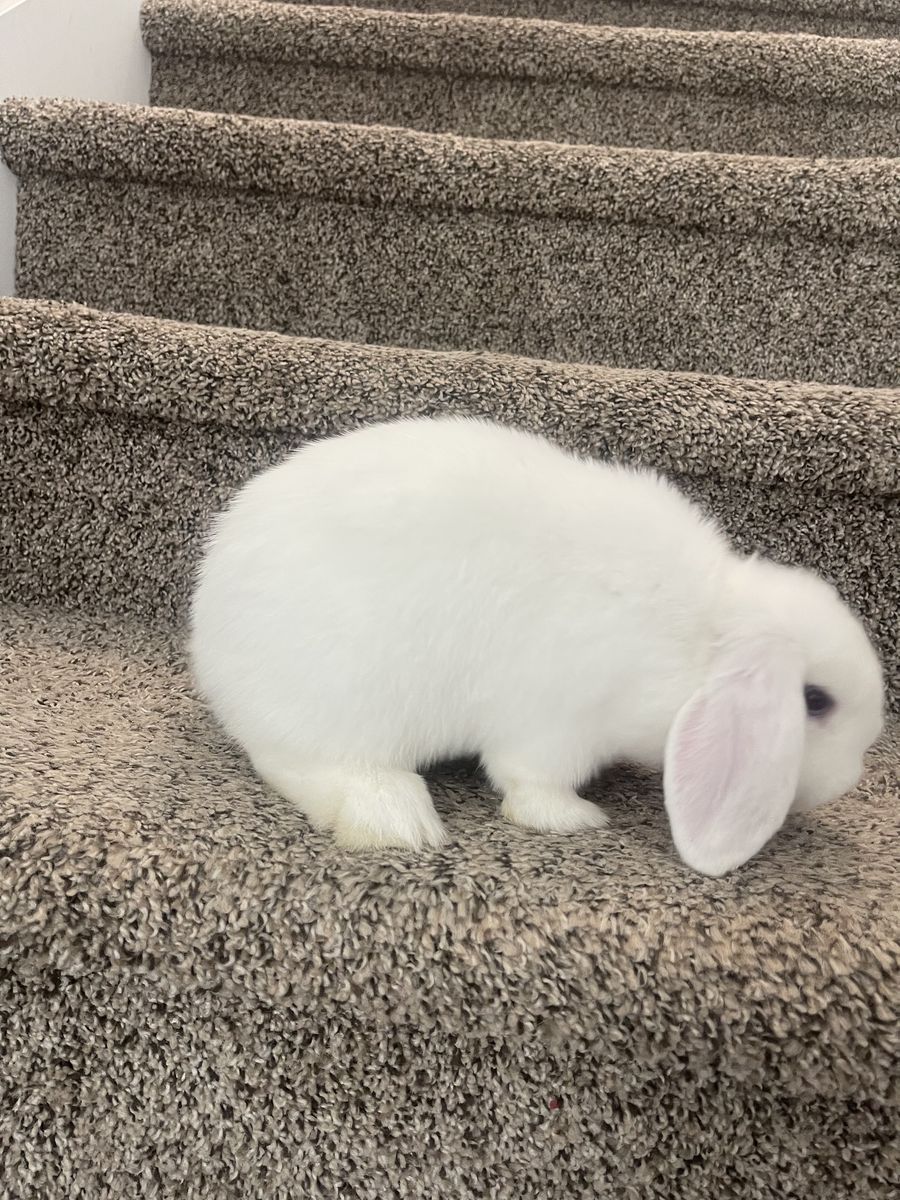 4 month old girl holland lop