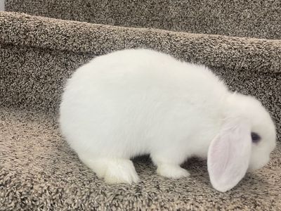 4 month old girl holland lop