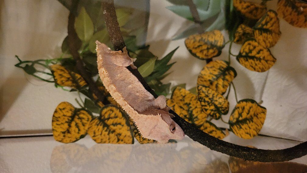 Crested Gecko