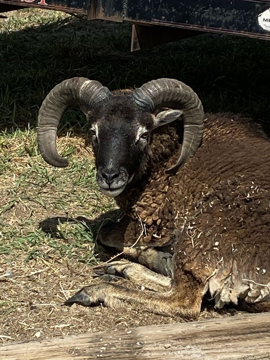 SOAY SHEEP