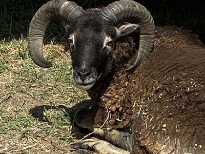 SOAY SHEEP