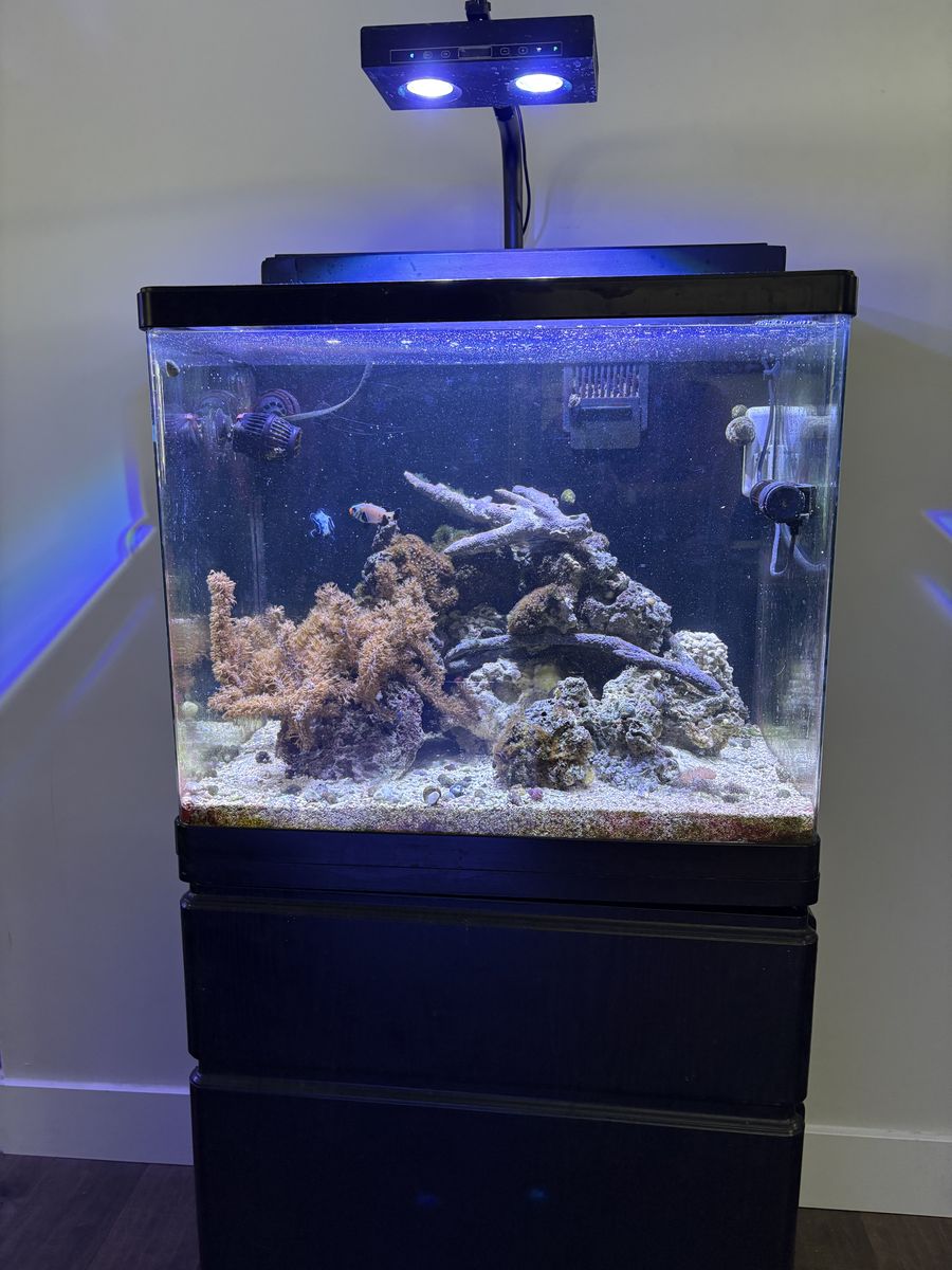 Red Sea Max Saltwater Aquarium