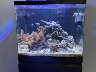 Red Sea Max Saltwater Aquarium