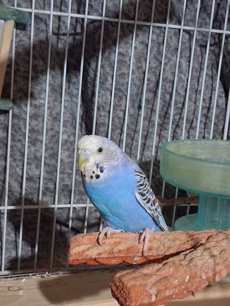 Blue and White Parakeet / Budgie