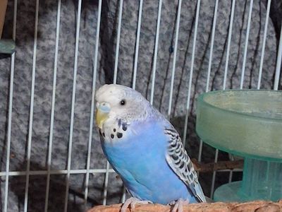 Blue and White Parakeet / Budgie