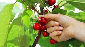 Looking for Cherry Trees to Pick! - Weber/Davis County