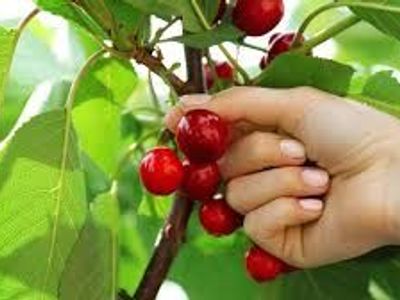 Looking for Cherry Trees to Pick! - Weber/Davis County