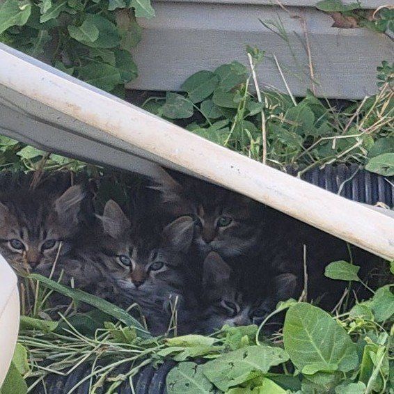 Sweet Fluffy Kittens for sale! Only one left!