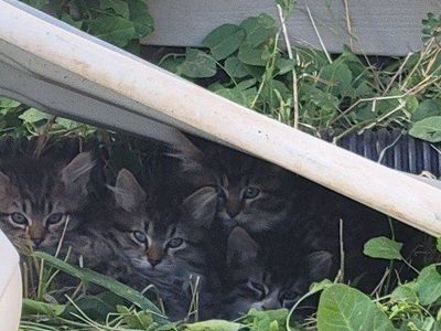 Sweet Fluffy Kittens for sale! Only one left!