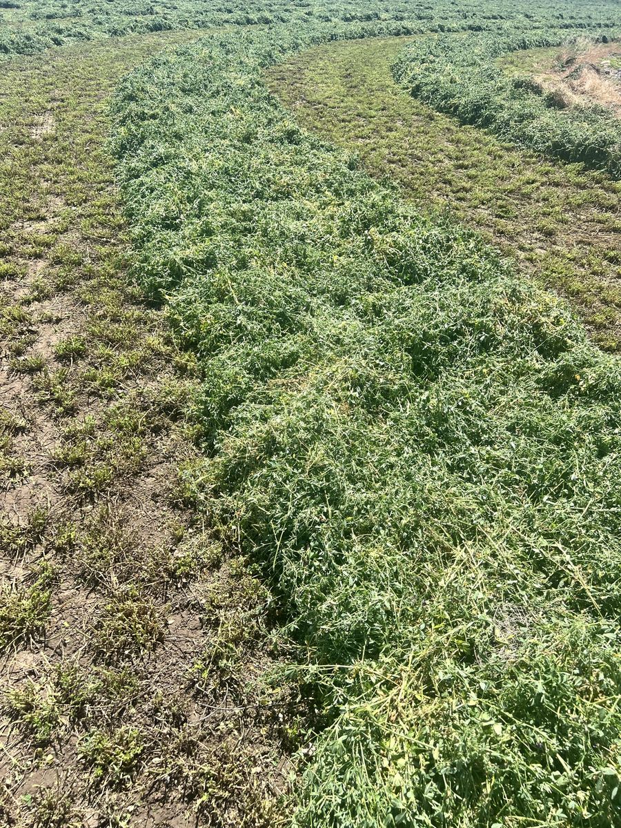 Fresh-Cut Alfalfa Hay Bales - 21 bale bundles — Premium Quality, Stored Dry