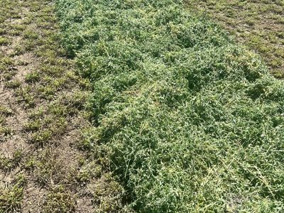 Fresh-Cut Alfalfa Hay Bales - 21 bale bundles — Premium Quality, Stored Dry