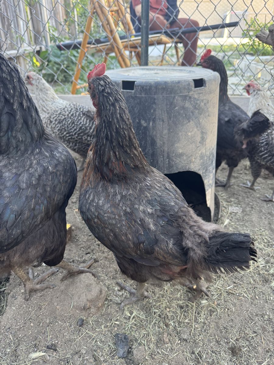 Laying hens