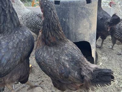 Laying hens