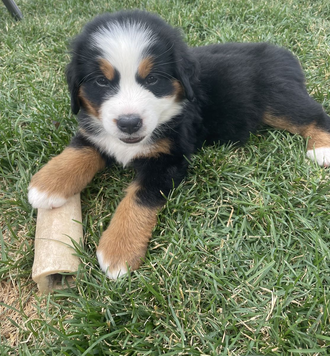 Bernese puppy-female