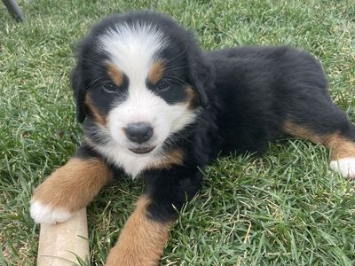Bernese puppy-female